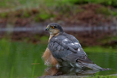 BUITEN BEELD Foto: 224480