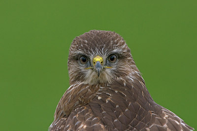 BUITEN BEELD Foto: 224533