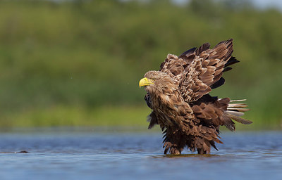 BUITEN BEELD Foto: 224542