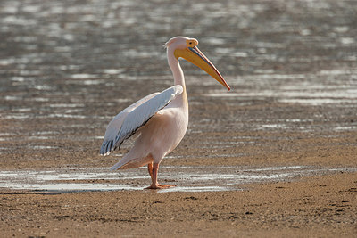 BUITEN BEELD Foto: 224583