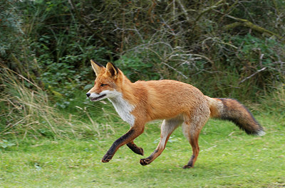 BUITEN BEELD Foto: 224628