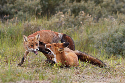 BUITEN BEELD Foto: 224639