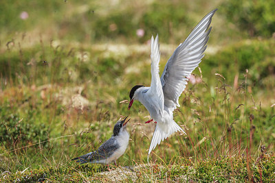 BUITEN BEELD Foto: 224655