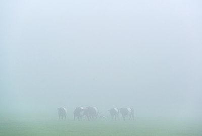 BUITEN BEELD Foto: 224740