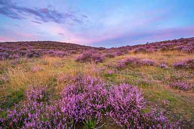 BUITEN BEELD Foto: 224763