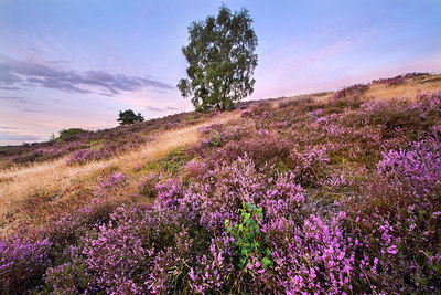BUITEN BEELD Foto: 224774
