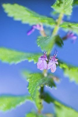 BUITEN BEELD Foto: 224789