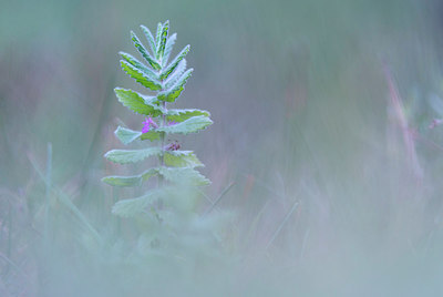 BUITEN BEELD Foto: 224794