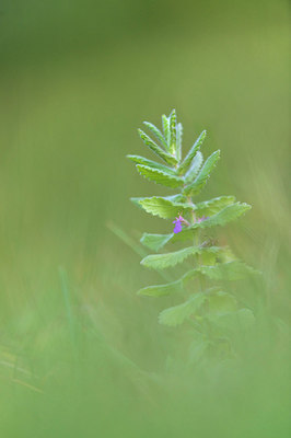 BUITEN BEELD Foto: 224814