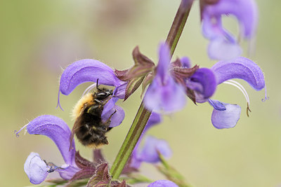 BUITEN BEELD Foto: 224828