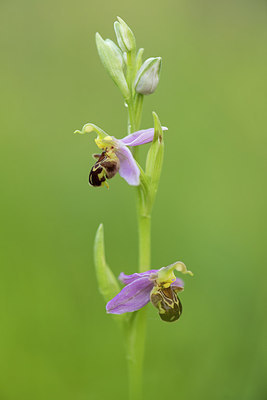 BUITEN BEELD Foto: 224842