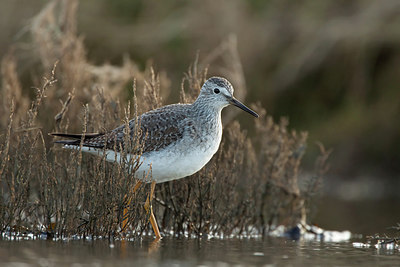 BUITEN BEELD Foto: 224982