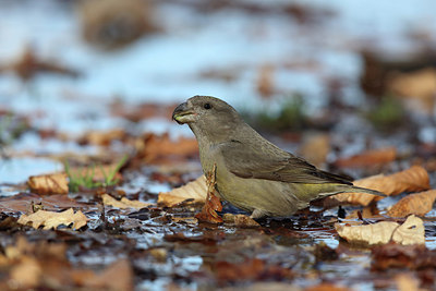 BUITEN BEELD Foto: 224985