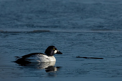 BUITEN BEELD Foto: 225020