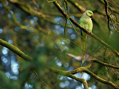 BUITEN BEELD Foto: 225027