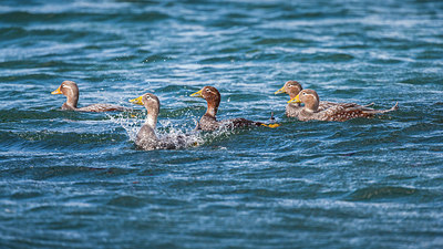 BUITEN BEELD Foto: 225112