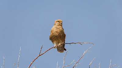 BUITEN BEELD Foto: 225116