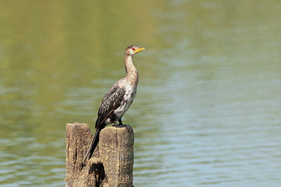 BUITEN BEELD Foto: 225152