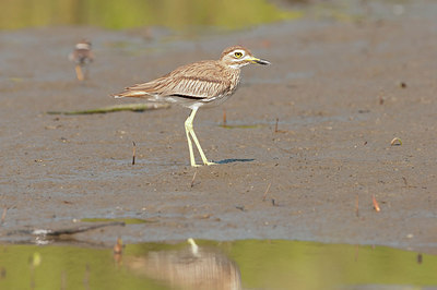 BUITEN BEELD Foto: 225182