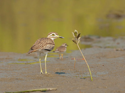 BUITEN BEELD Foto: 225183