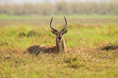 BUITEN BEELD Foto: 225246