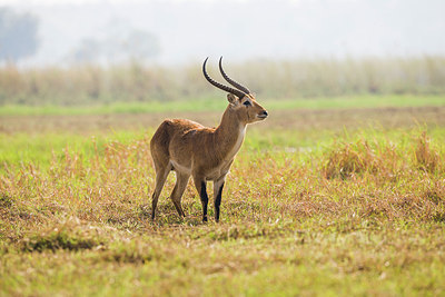 BUITEN BEELD Foto: 225249