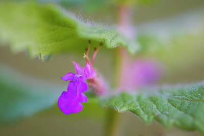 BUITEN BEELD Foto: 225306