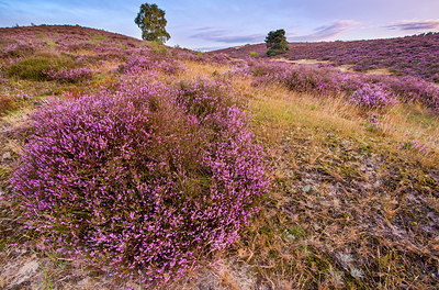 BUITEN BEELD Foto: 225344