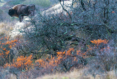 BUITEN BEELD Foto: 225362