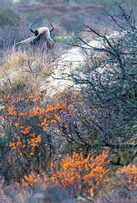 BUITEN BEELD Foto: 225373