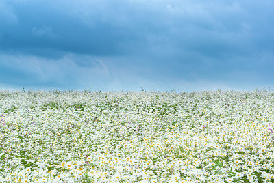 BUITEN BEELD Foto: 225399