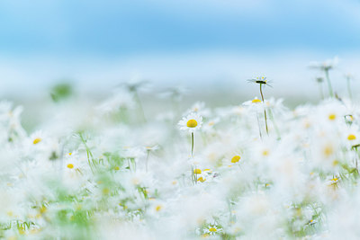BUITEN BEELD Foto: 225401
