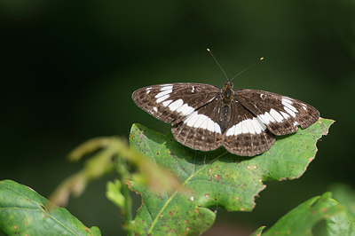BUITEN BEELD Foto: 225417