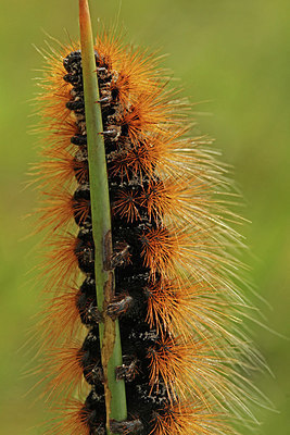 BUITEN BEELD Foto: 225475