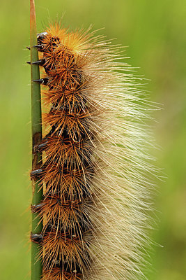 BUITEN BEELD Foto: 225476