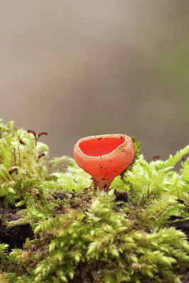 BUITEN BEELD Foto: 225493