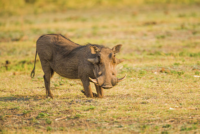 BUITEN BEELD Foto: 225537