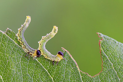 BUITEN BEELD Foto: 225572