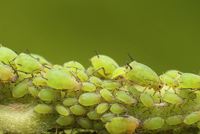 BUITEN BEELD Foto: 225577
