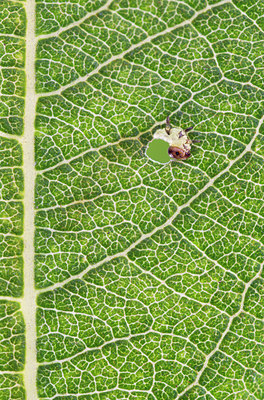 BUITEN BEELD Foto: 225582