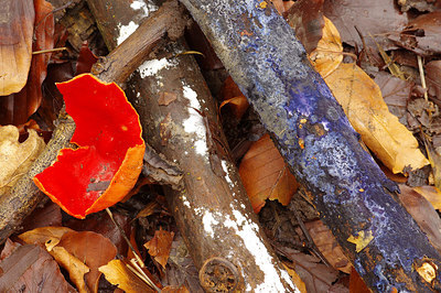 BUITEN BEELD Foto: 225723