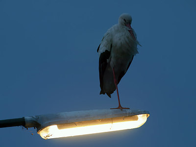 BUITEN BEELD Foto: 225739