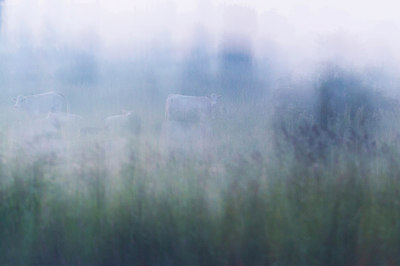 BUITEN BEELD Foto: 225771