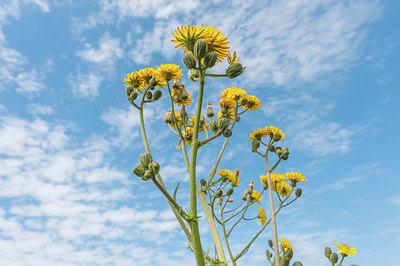 BUITEN BEELD Foto: 225775