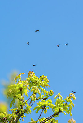 BUITEN BEELD Foto: 225788