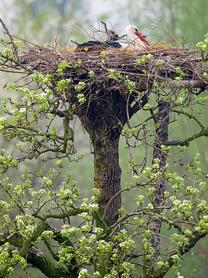 BUITEN BEELD Foto: 225820