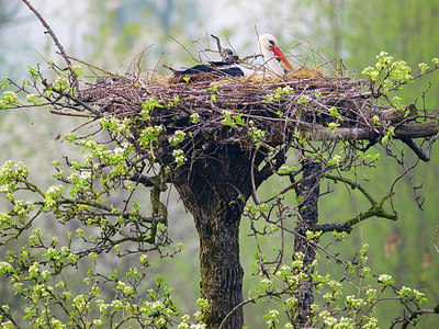 BUITEN BEELD Foto: 225831