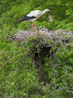 BUITEN BEELD Foto: 225844