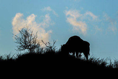 BUITEN BEELD Foto: 225918