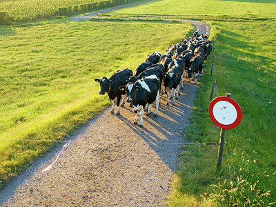 BUITEN BEELD Foto: 226036